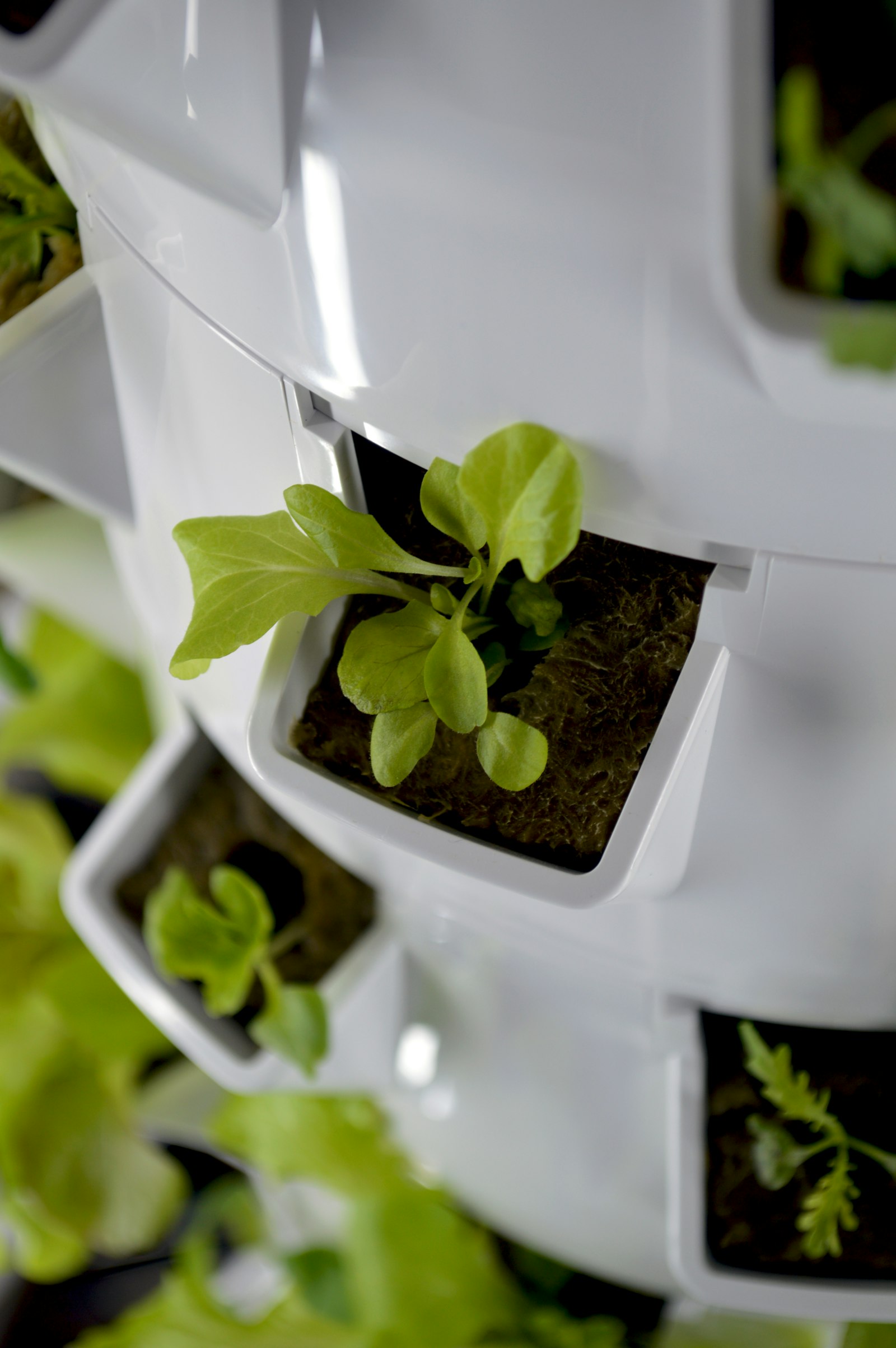 Trays of herbs growing in a controlled-environment farm