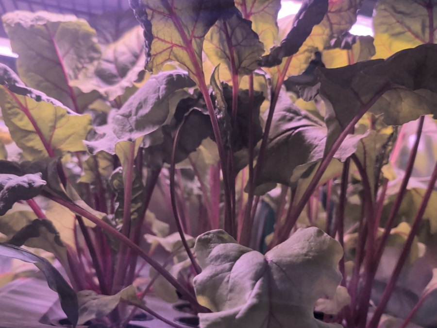 Beets growing at ZAM Hydro