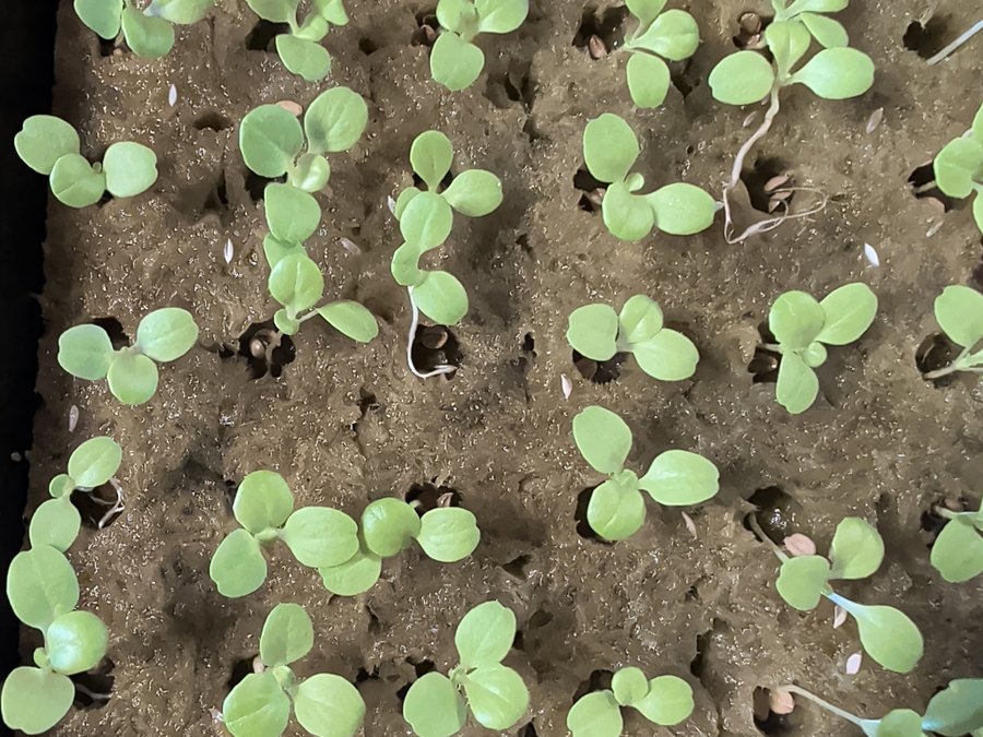 Butterhead lettuce growing at ZAM Hydro