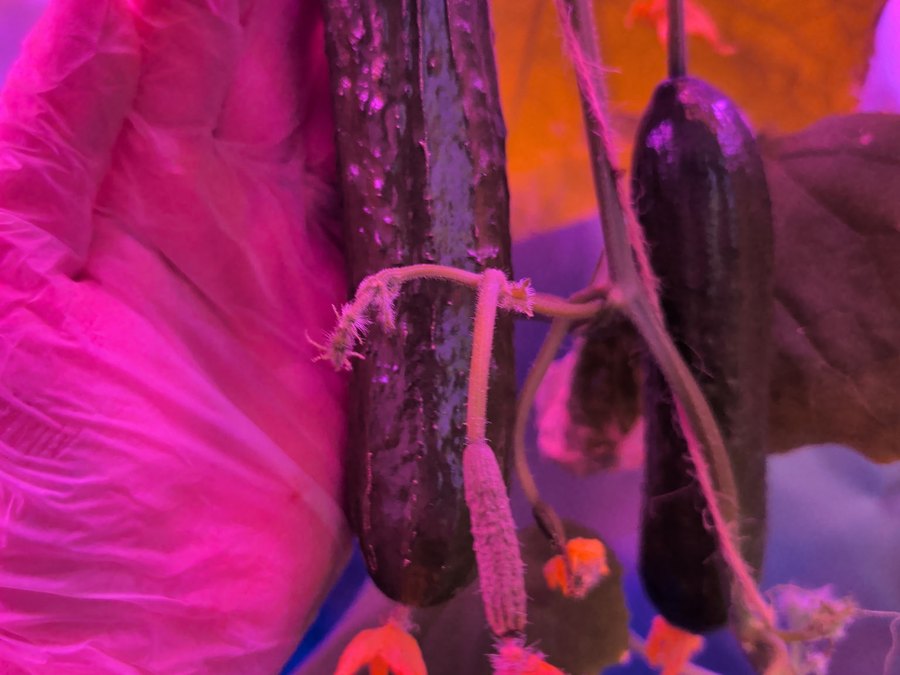 Katrina cucumber growing in nutrient fog at ZAM Hydro