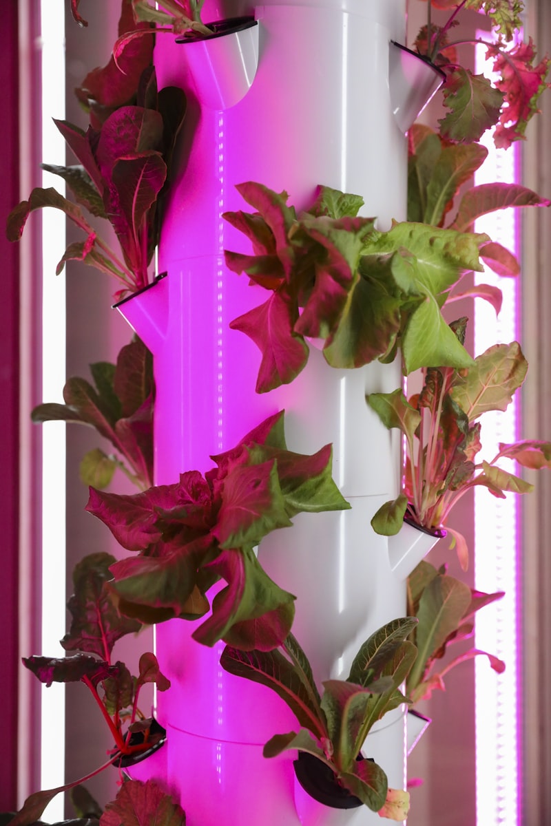 Leaves under pink-spectrum LED grow light