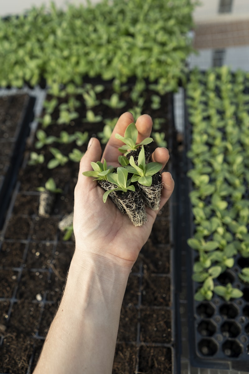 Living plant held in hand, roots intact