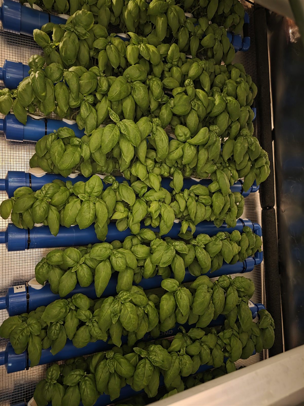 Genovese basil growing in NFT channels at ZAM Hydro