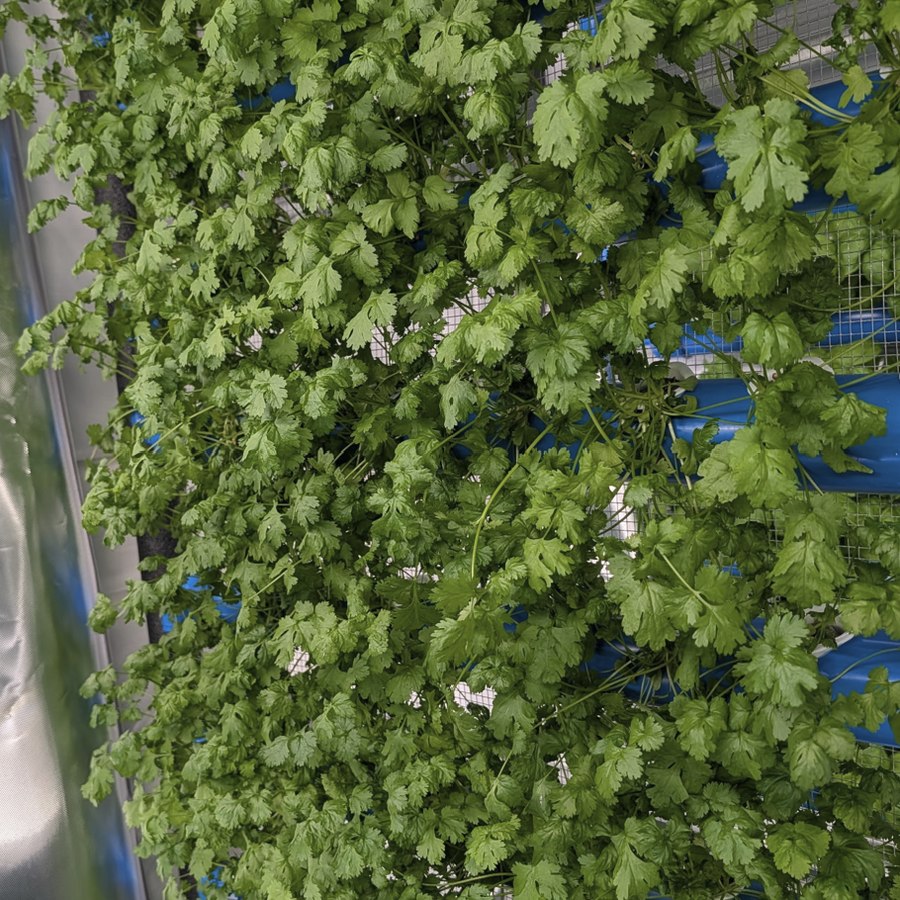 Wall of parsley growing in the ZAM Hydro grow room