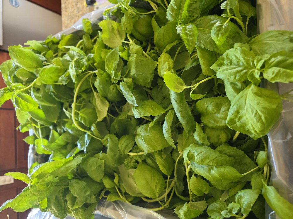 Freshly harvested living basil, roots intact, at ZAM Hydro