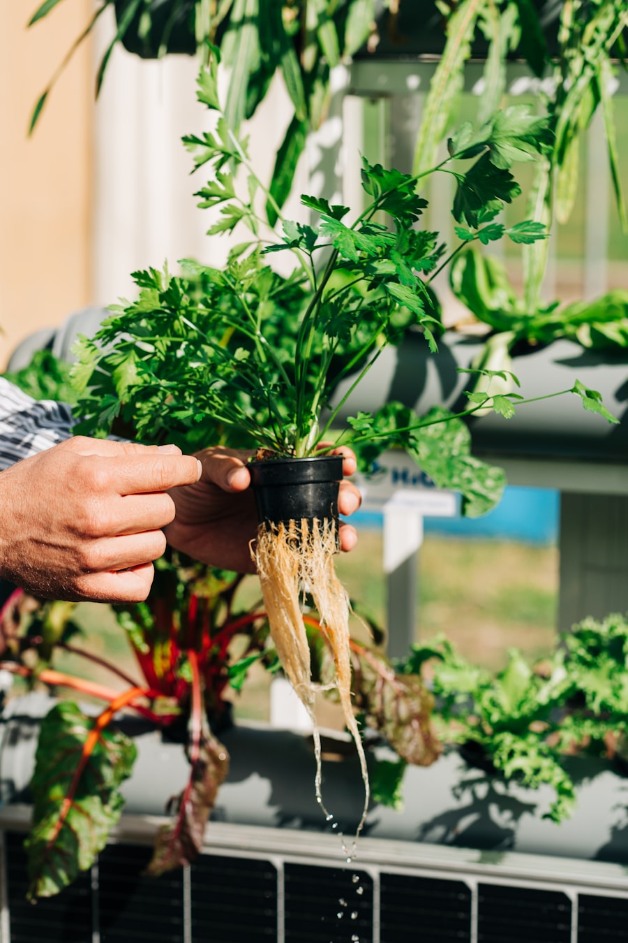 Person holding a living herb plant with roots