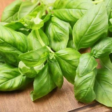 Fresh Large Leaf Italian basil grown at ZAM Hydro